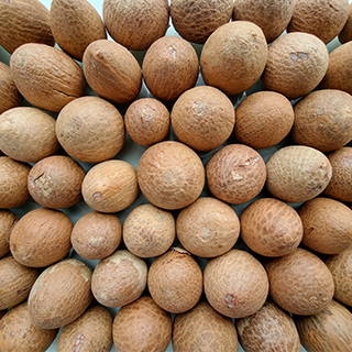 Whole Betelnut Image